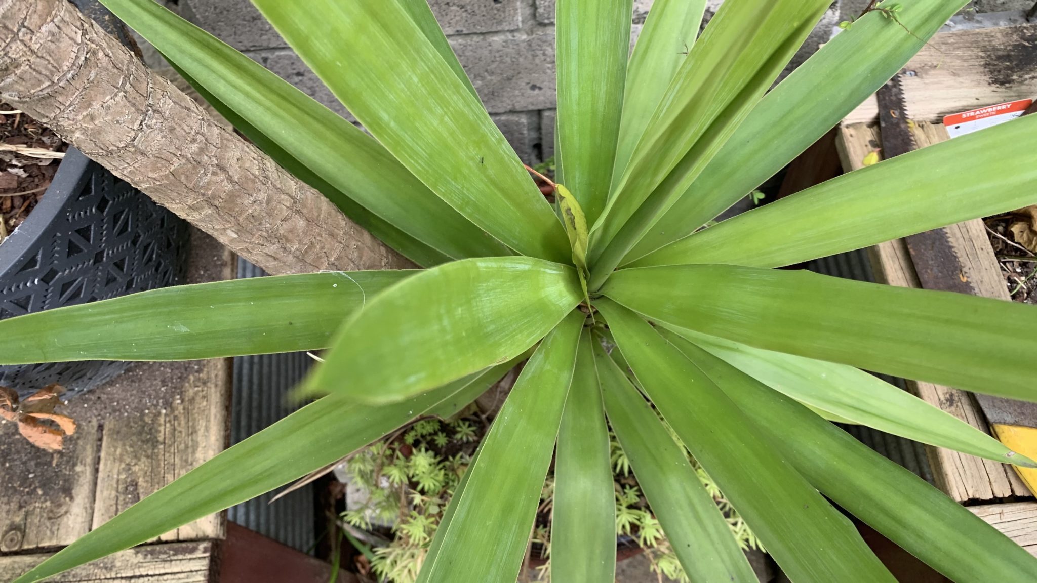 What Eats Yucca Plants? Thrips, Mites and Weevils Eco