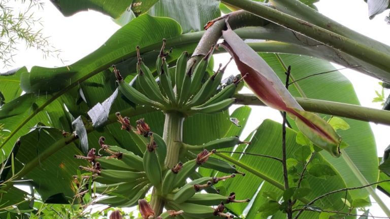 How Tall Do Banana Trees Grow? | 40 Feet or More - Eco Family Life