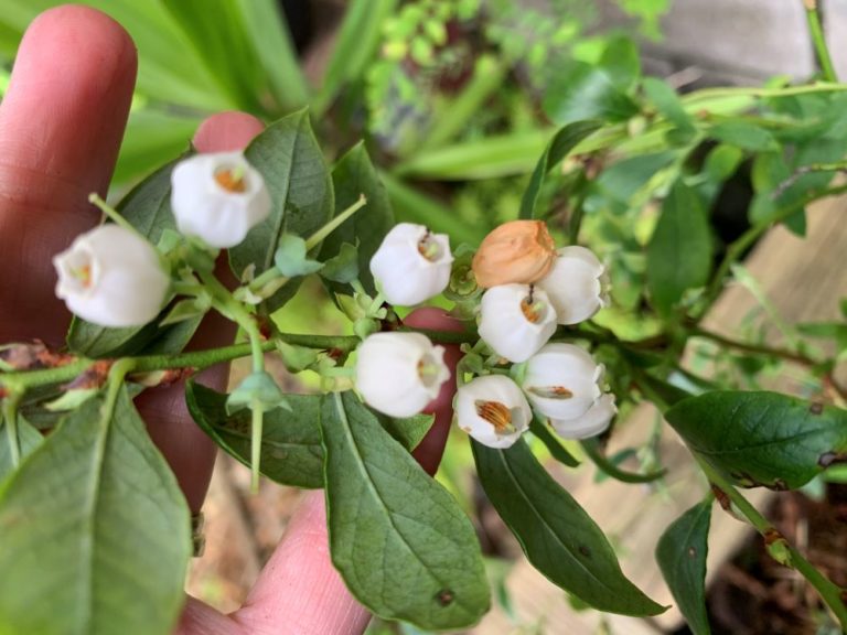 What Plants Like Coffee Grounds? Top 10 Plants Eco Family Life