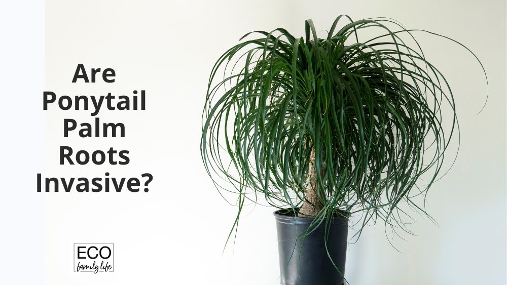 Are Ponytail Palm Roots Invasive?
