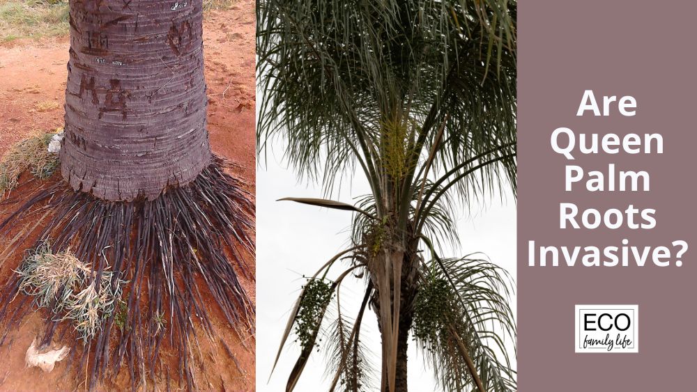 Are Queen Palm Roots Invasive? | Plus 4 Ways to Remove Them