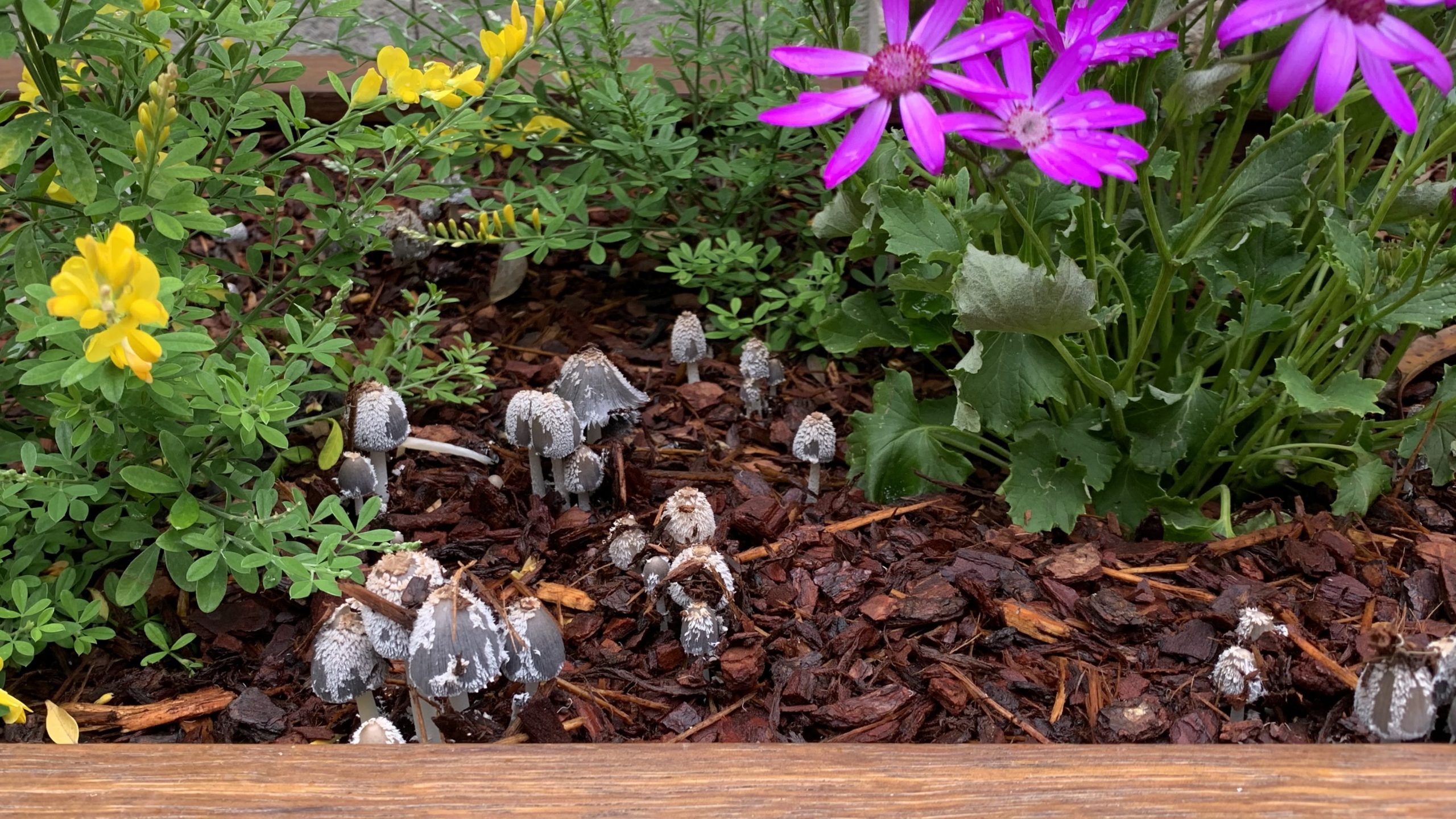 Can Mulch Go Bad? How to Fix Moldy Mulch Eco Family Life