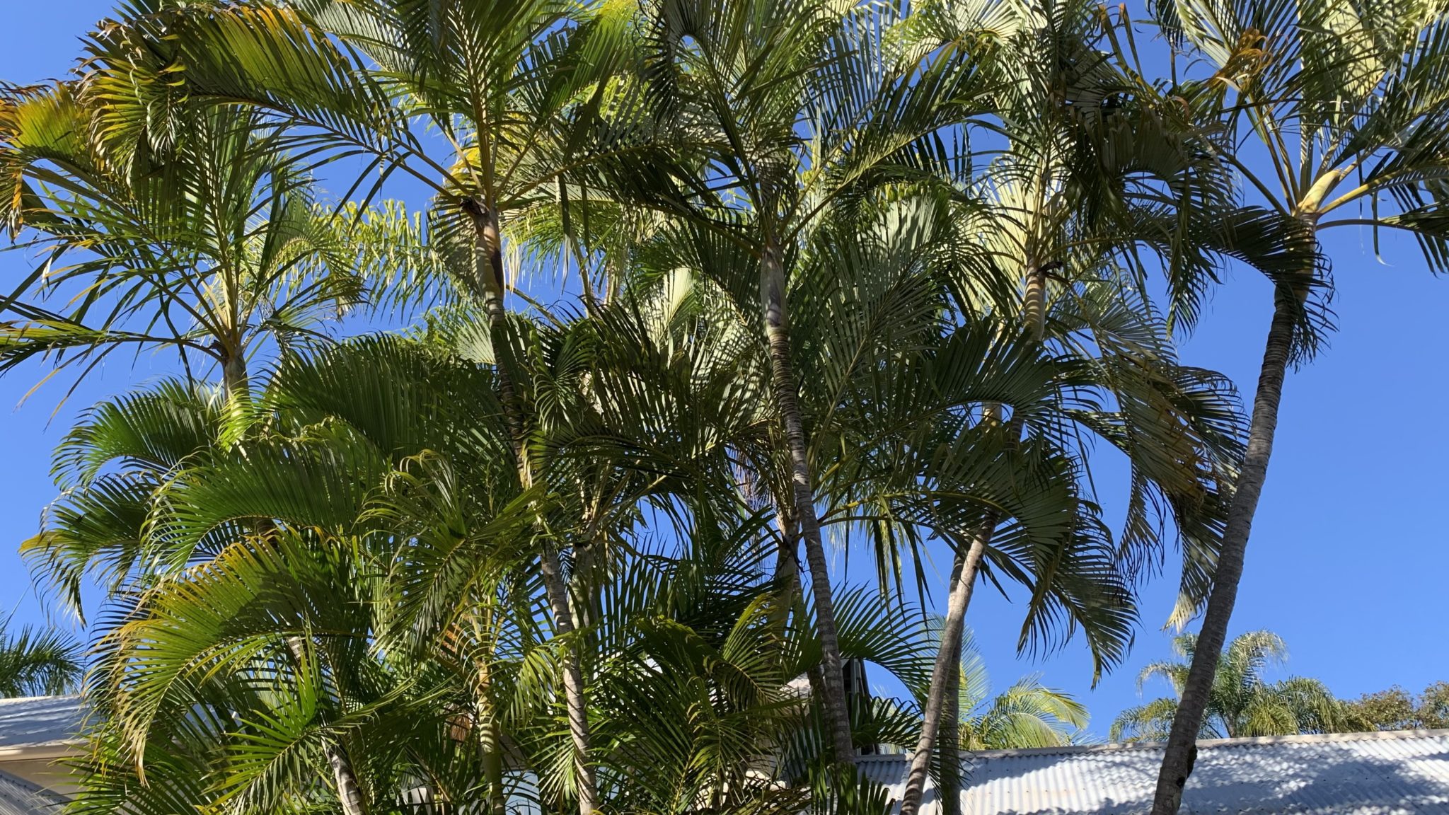 Why is My Palm Tree Falling Over? 8 Reasons and How to Prevent it