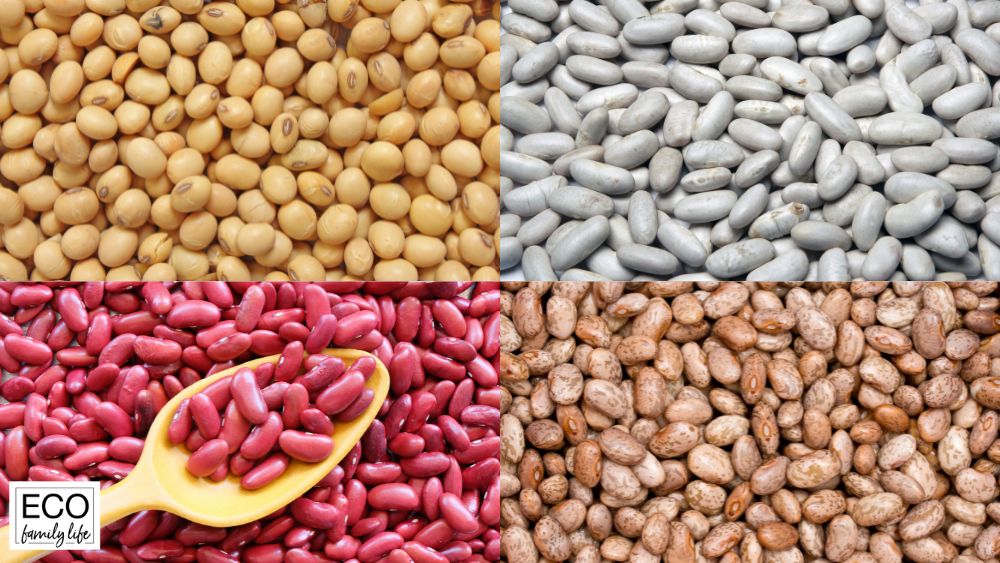 Are Beans Man-Made? | Kidney, Soy, Pinto & Navy Beans