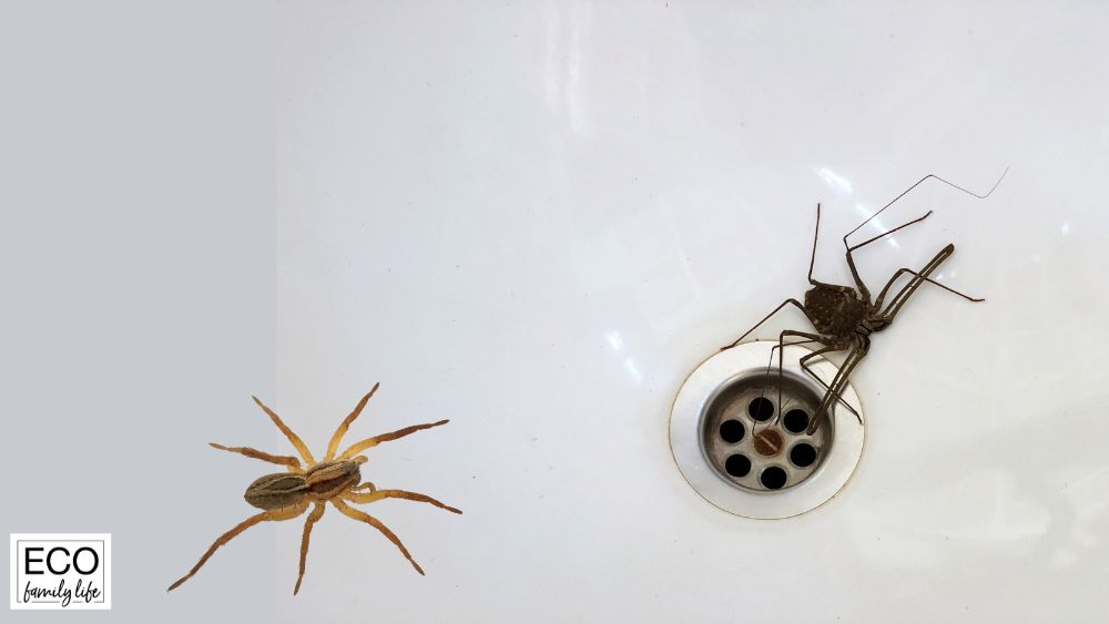 How Do Spiders Get in the Bathtub? | 5 Ways to Get Them Out
