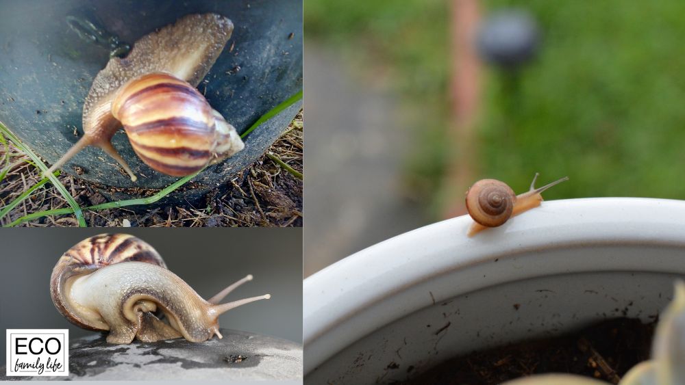 How to Stop Slugs from Climbing Up Pots | 8 Easy Ways