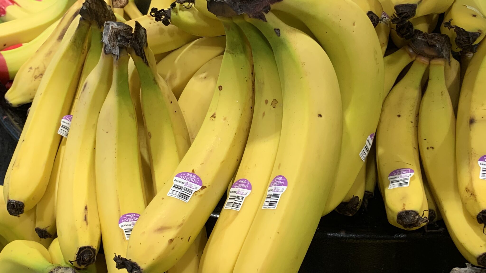 Are Bananas ManMade? Banana History and 7 Interesting Facts Eco