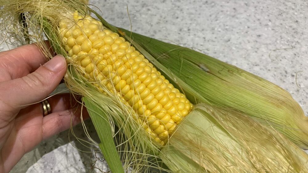 Is Corn Man-Made? | The Strange Story of Corn
