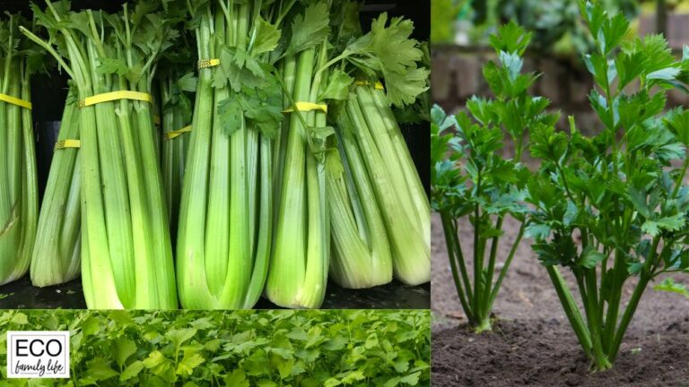 Is Celery Frost Hardy? | Tips for Growing Celery in Cold Weather - Eco ...