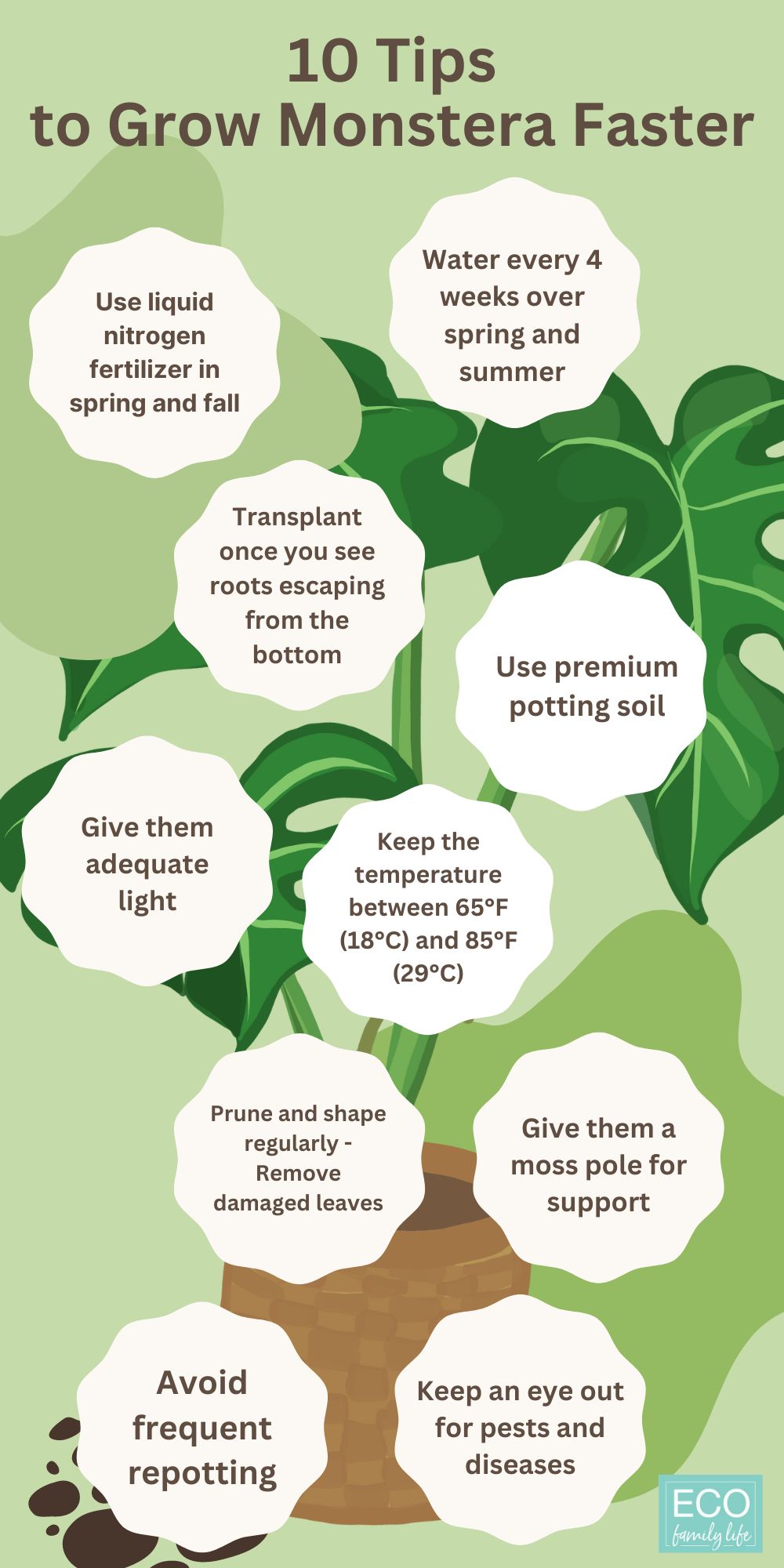 Infographic: 10 tips to grow monstera faster
