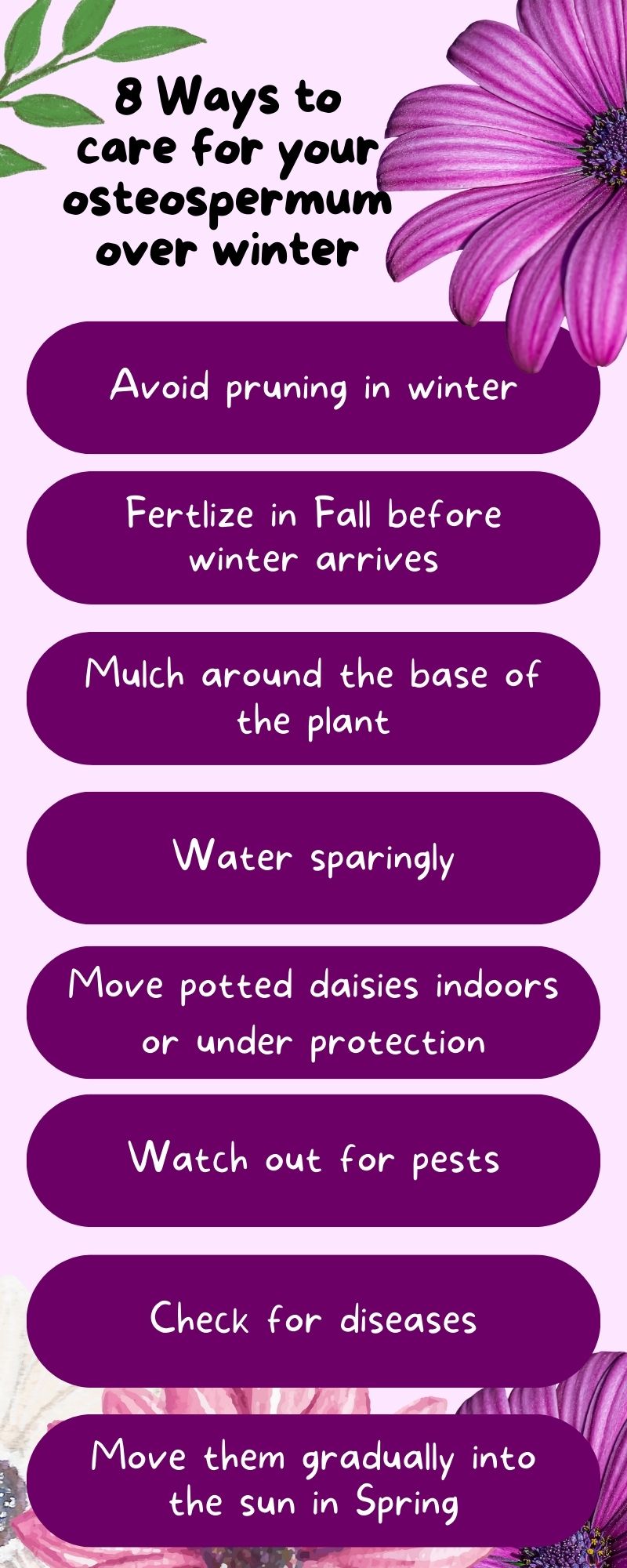 Infographic: 8 Ways to care for your osteospermum over winter