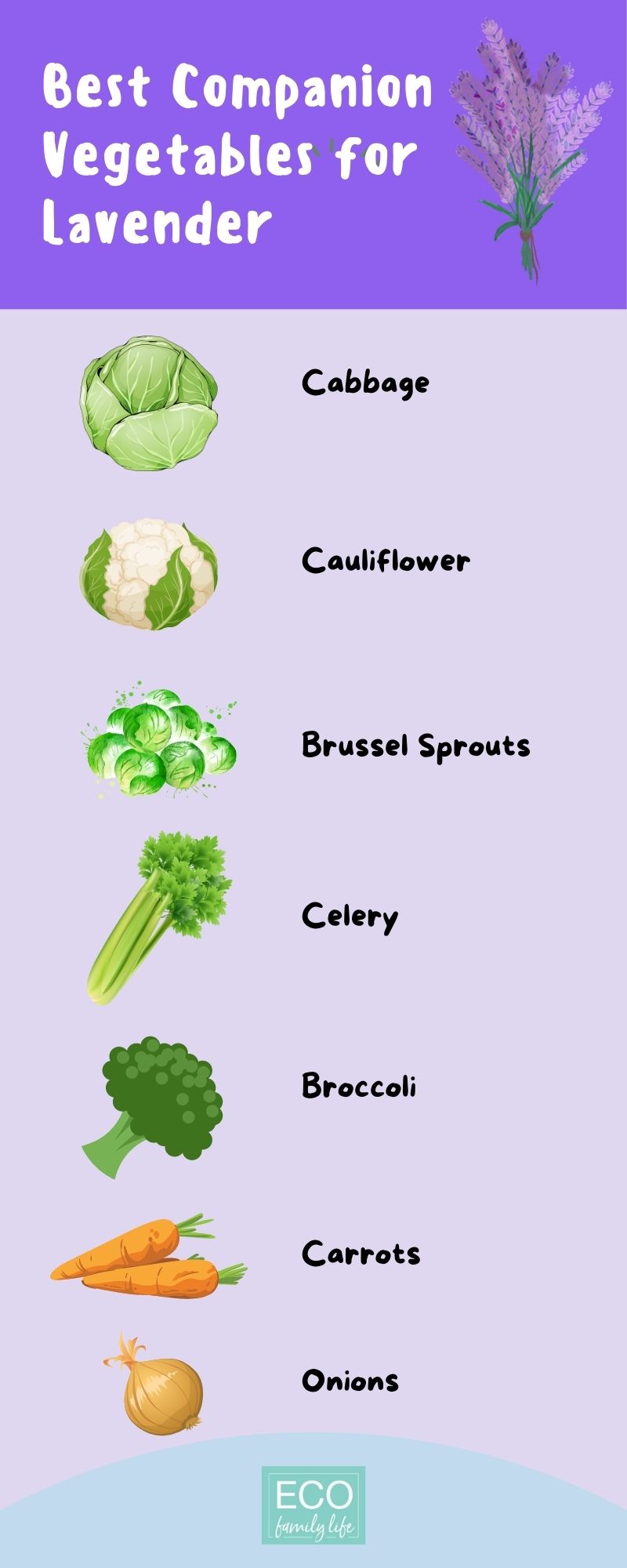 Infographic: Best companion vegetables for lavender