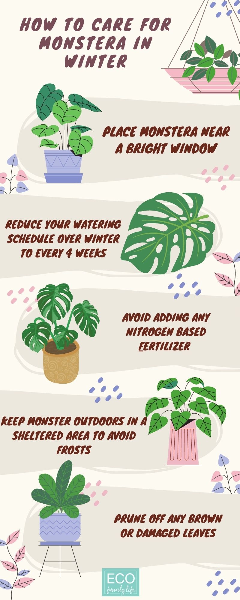 Infographic; How to care for monstera in winter