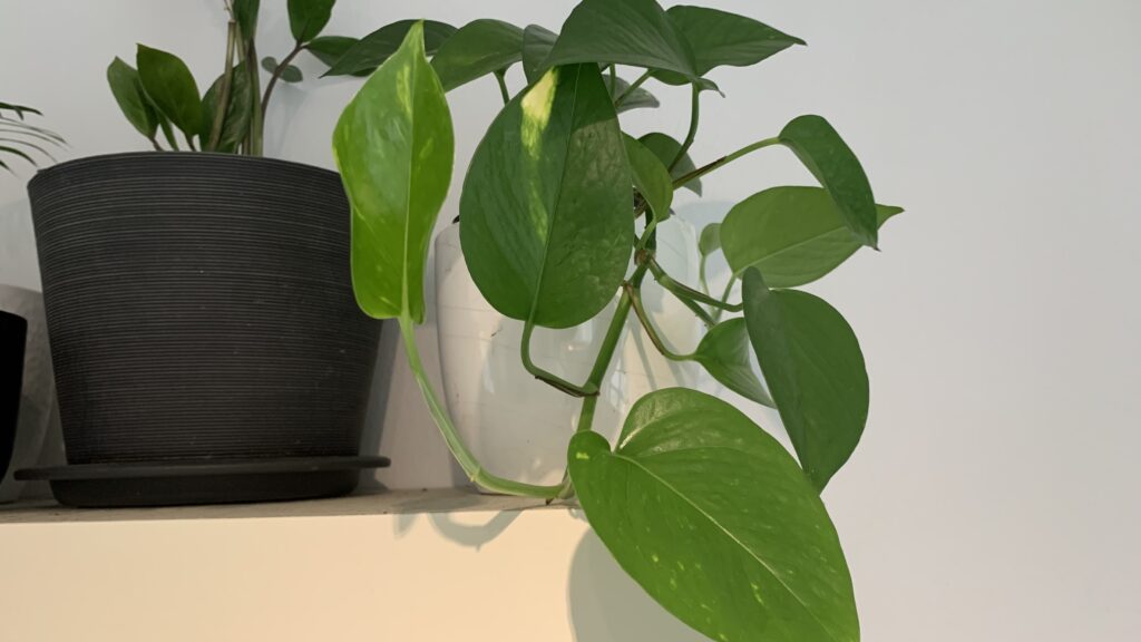 Pothos plant in a position on a shelf that gets at least 6 hours of sunlight.