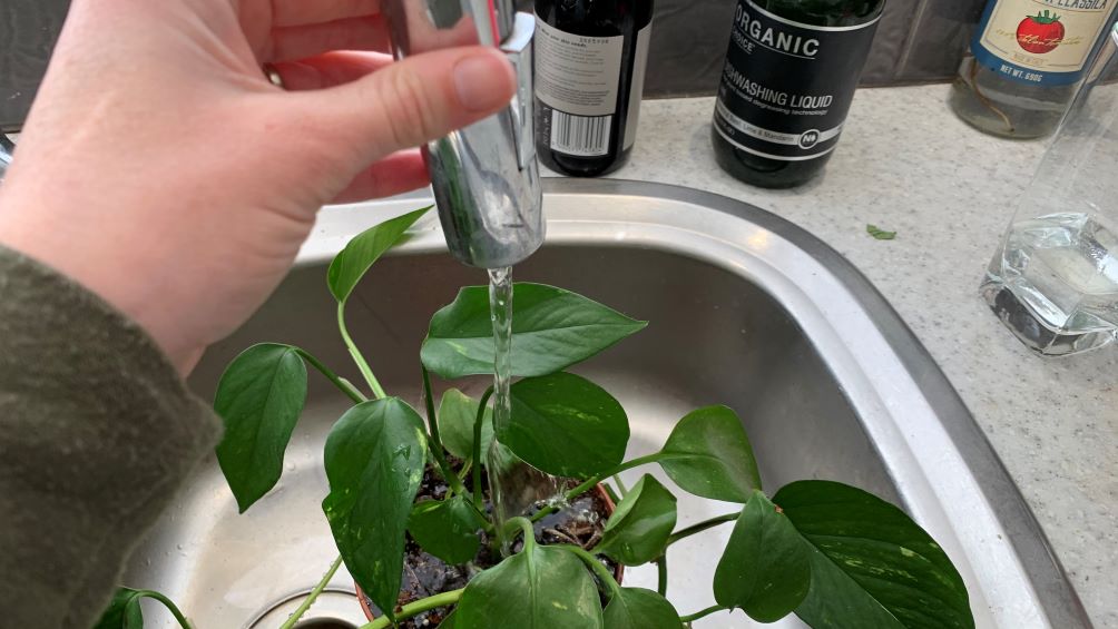 Watering pothos plant in the sink allowing the excess water to drain through