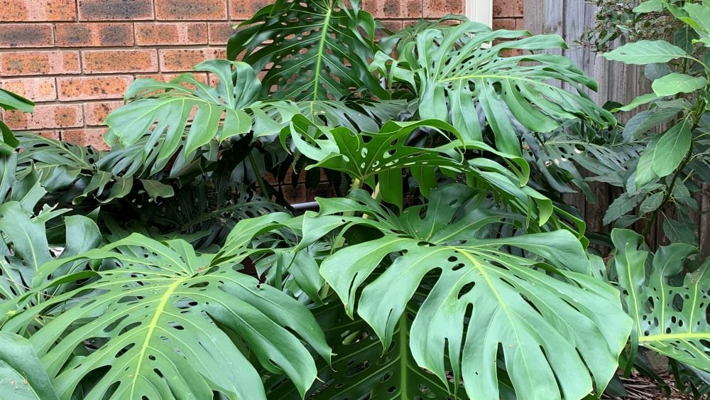 Large monstera delicosa plant growing outside near a brick wall. This provides afternoon shade.