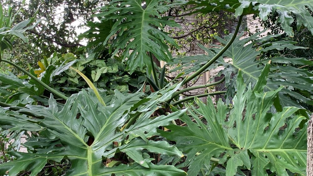 Monstera deliciosa plant growing as a vine up other trees.
