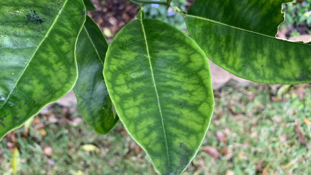 Lime leaves that have dark green veins and light colored leaves indicating iron deficiency.