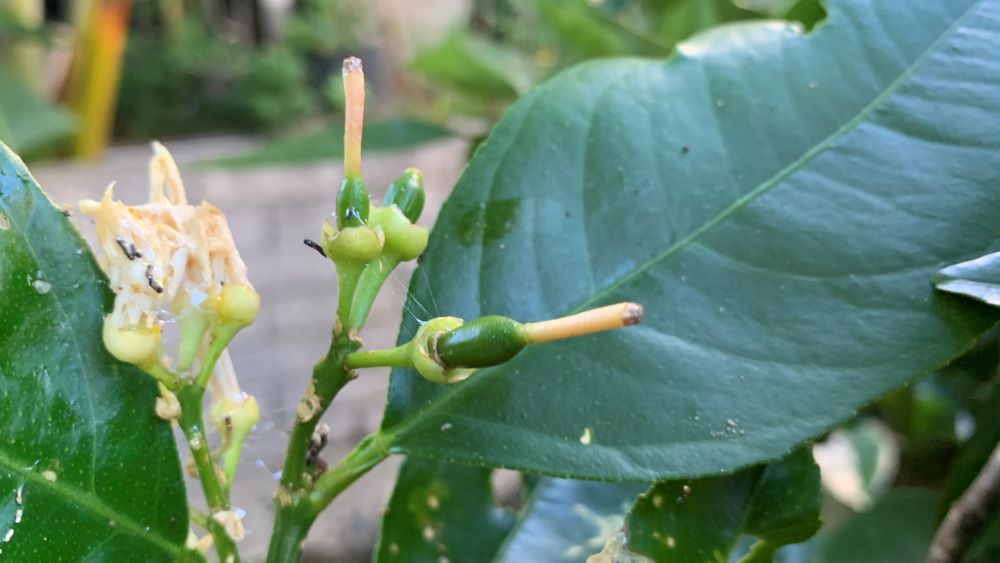 Small lime fruit forming inside flowers.