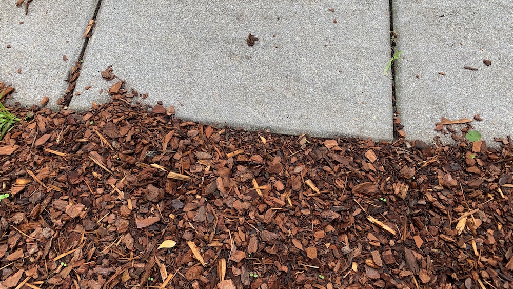 Bark mulch next to pavers watered in after laying.