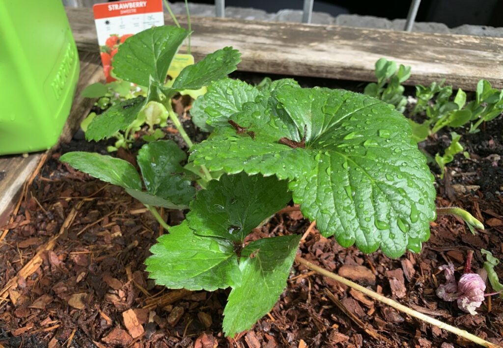 Strawberry plant surrounded by bark mulch which has been watered in.
