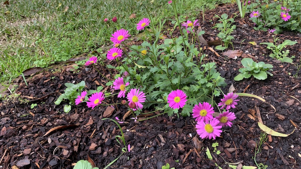 Flowering daisy surrounded by bark mulch