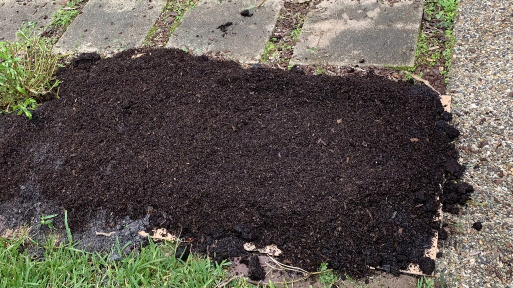 New no dig garden bed covered in organic compost and mulch.