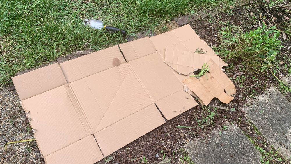 Cardboard box flattened on garden bed ready for organic material.