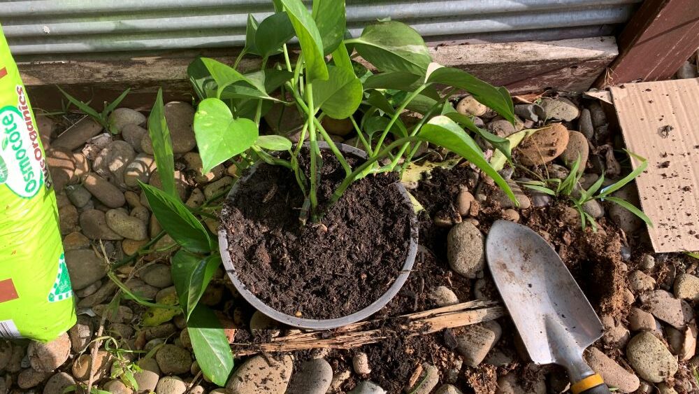 Repotting a pothos plant with fresh potting soil
