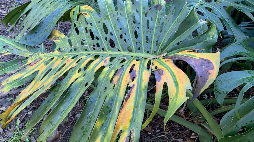 Monstera deliciosa leaf with yellow and brown marks.