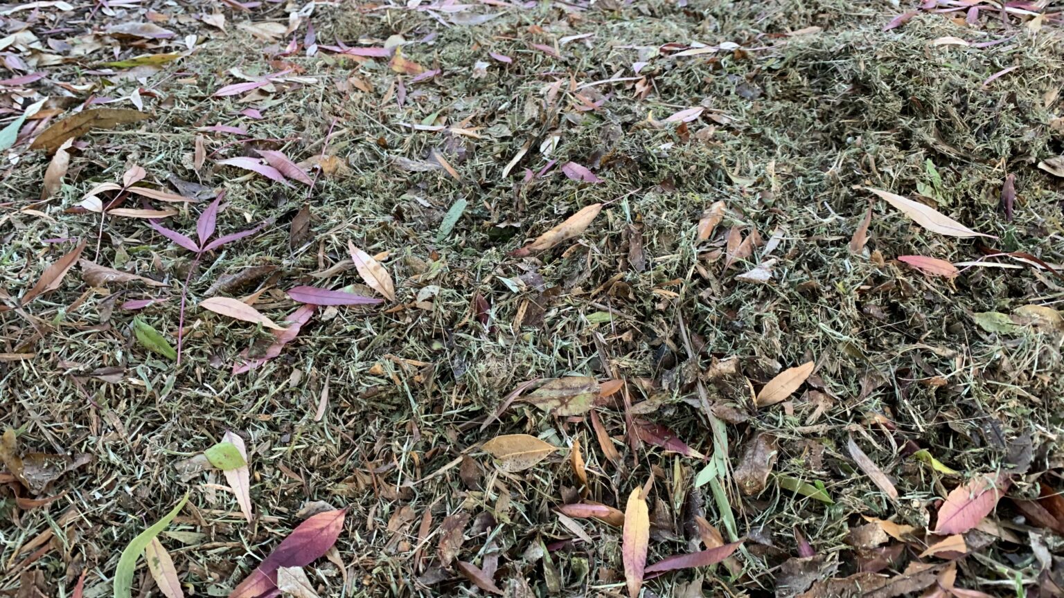 Pros and Cons of Eucalyptus Mulch A Simple Guide Eco Family Life