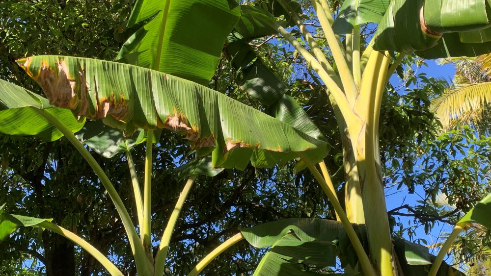 Banana plant with brown leaf tips on old leaves.